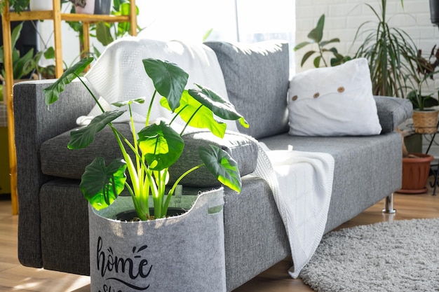 Ikea fotel rozkładany wygodny i praktyczny do domu
