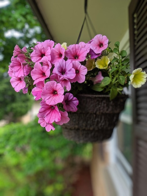 Surfinia Vista roślina idealna na balkon