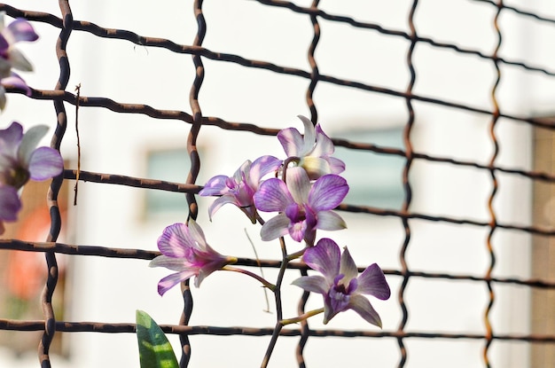 Kwiaty zwisające na balkon które warto mieć