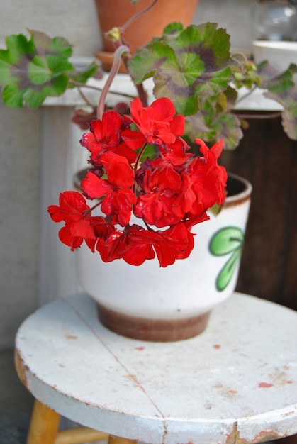 Pelargonia pachnąca jak dodać zapach do domu