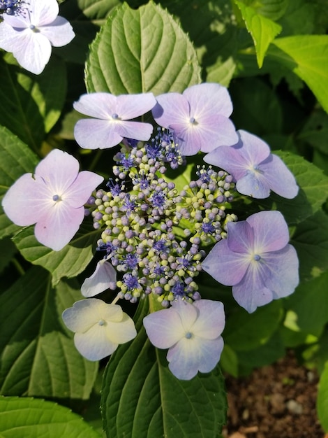 Hortensja bukietowa Grandiflora jak pielęgnować i sadzić