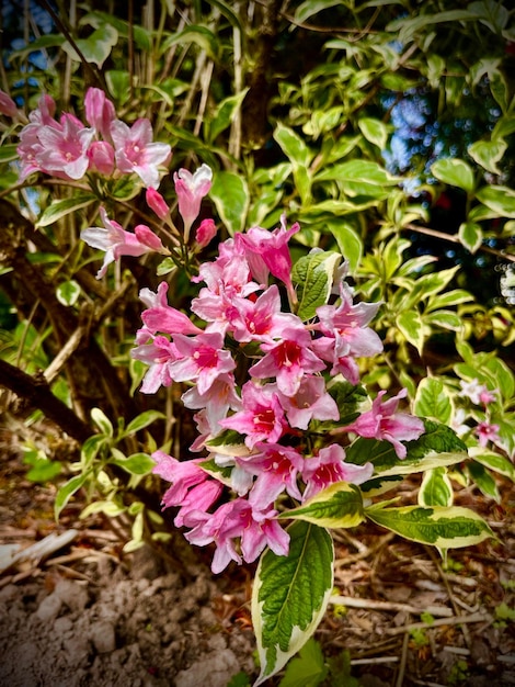 Rododendron odmiany które ozdobią twój ogród